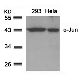 Anti-c-Jun antibody used in Western Blot (WB). GTX50381