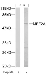 Anti-MEF2A antibody used in Western Blot (WB). GTX50397
