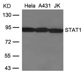 Anti-STAT1 antibody used in Western Blot (WB). GTX50401