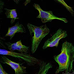 Anti-Bcl-2 antibody used in Immunocytochemistry/ Immunofluorescence (ICC/IF). GTX50413