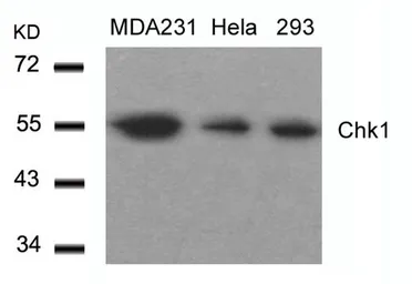 Anti-Chk1 antibody used in Western Blot (WB). GTX50463