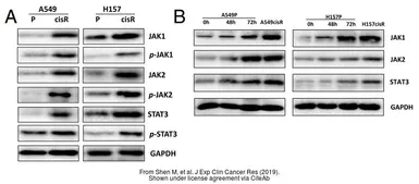 Anti-JAK2 antibody used in Western Blot (WB). GTX50467