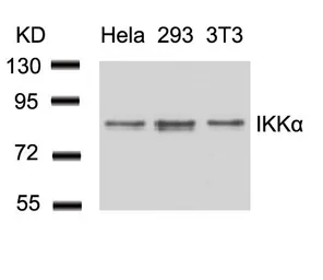 Anti-IKK alpha antibody used in Western Blot (WB). GTX50469