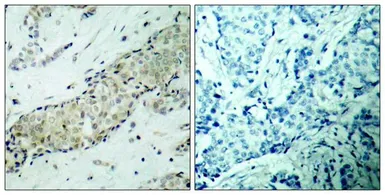 Anti-HDAC5 antibody used in IHC (Paraffin sections) (IHC-P). GTX50485
