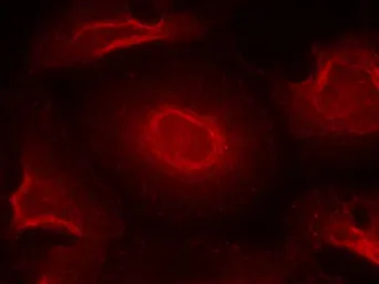 Anti-NMDAR2B antibody used in Immunocytochemistry/ Immunofluorescence (ICC/IF). GTX50496