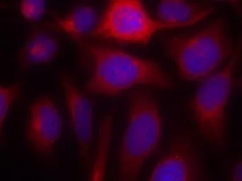 Anti-eNOS antibody used in Immunocytochemistry/ Immunofluorescence (ICC/IF). GTX50505