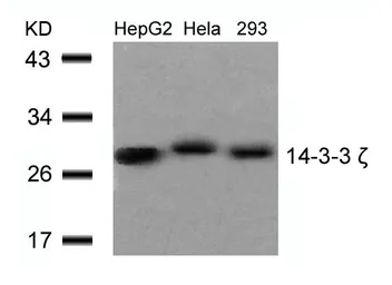 Anti-14-3-3 zeta antibody used in Western Blot (WB). GTX50519