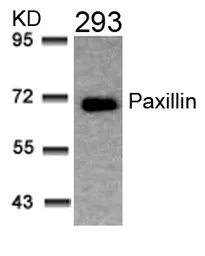 Anti-Paxillin antibody used in Western Blot (WB). GTX50528