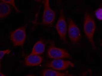 Anti-mTOR antibody used in Immunocytochemistry/ Immunofluorescence (ICC/IF). GTX50541