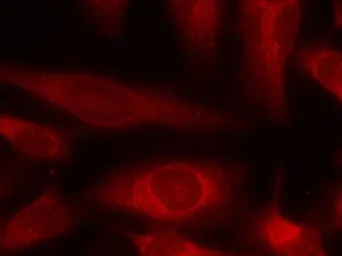 Anti-4E-BP1 antibody used in Immunocytochemistry/ Immunofluorescence (ICC/IF). GTX50543