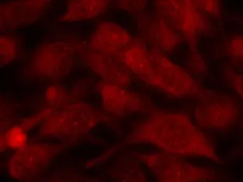 Anti-Stathmin 1 antibody used in Immunocytochemistry/ Immunofluorescence (ICC/IF). GTX50545