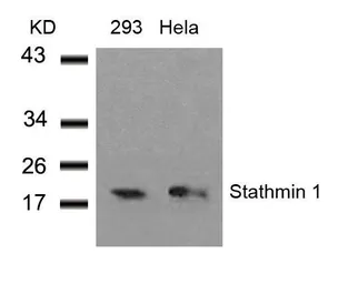 Anti-Stathmin 1 antibody used in Western Blot (WB). GTX50545