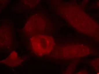 Anti-IRS1 antibody used in Immunocytochemistry/ Immunofluorescence (ICC/IF). GTX50551