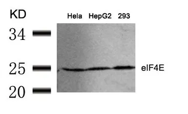 Anti-eIF4E antibody used in Western Blot (WB). GTX50553