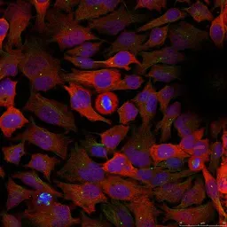 Anti-CDC2 antibody used in Immunocytochemistry/ Immunofluorescence (ICC/IF). GTX50559
