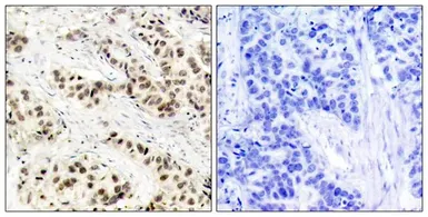 Anti-CDC2 antibody used in IHC (Paraffin sections) (IHC-P). GTX50559