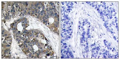 Anti-HSP27 antibody used in IHC (Paraffin sections) (IHC-P). GTX50563