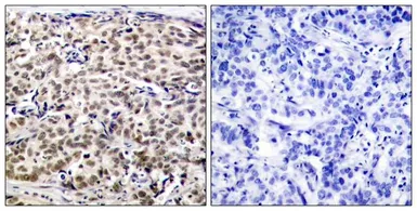 Anti-CREB antibody used in IHC (Paraffin sections) (IHC-P). GTX50586