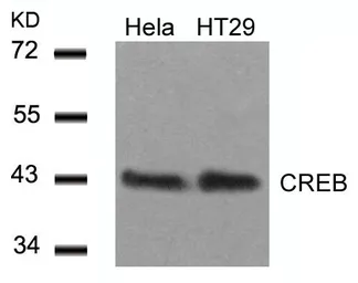 Anti-CREB antibody used in Western Blot (WB). GTX50586