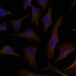 Anti-p62Dok antibody used in Immunocytochemistry/ Immunofluorescence (ICC/IF). GTX50588