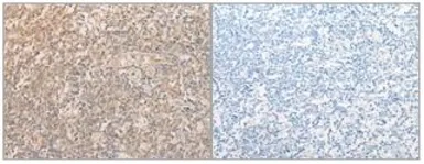 Anti-eIF2 alpha antibody used in IHC (Paraffin sections) (IHC-P). GTX50590