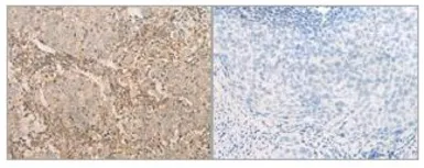 Anti-eIF2 alpha antibody used in IHC (Paraffin sections) (IHC-P). GTX50590