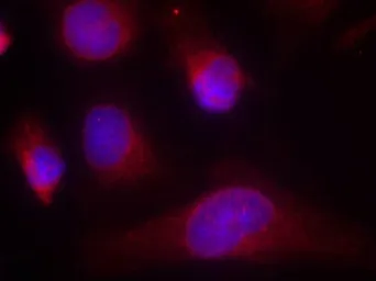 Anti-PKR antibody used in Immunocytochemistry/ Immunofluorescence (ICC/IF). GTX50591