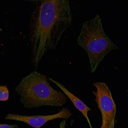Anti-GAP43 antibody used in Immunocytochemistry/ Immunofluorescence (ICC/IF). GTX50592
