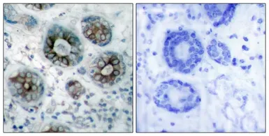 Anti-GAP43 antibody used in IHC (Paraffin sections) (IHC-P). GTX50592