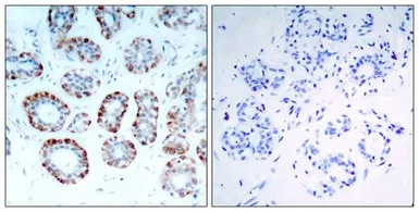 Anti-Bim antibody used in IHC (Paraffin sections) (IHC-P). GTX50597