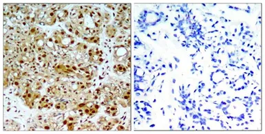 Anti-Hsp90 beta antibody used in IHC (Paraffin sections) (IHC-P). GTX50607