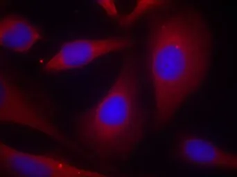 Anti-NFkB p105 antibody used in Immunocytochemistry/ Immunofluorescence (ICC/IF). GTX50618