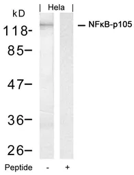 Anti-NFkB p105 antibody used in Western Blot (WB). GTX50618