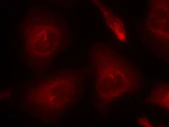 Anti-SHP2 antibody used in Immunocytochemistry/ Immunofluorescence (ICC/IF). GTX50624