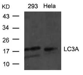 Anti-LC3A antibody used in Western Blot (WB). GTX50635