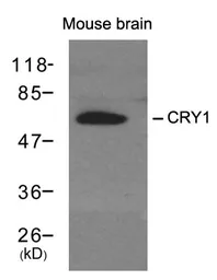 Anti-CRY1 antibody used in Western Blot (WB). GTX50642