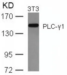 Anti-PLCG1 antibody used in Western Blot (WB). GTX50658