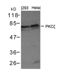 Anti-PKC zeta antibody used in Western Blot (WB). GTX50684