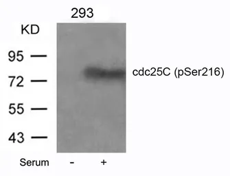 Anti-CDC25C (phospho Ser216) antibody used in Western Blot (WB). GTX50689