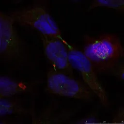 Anti-ELK1 antibody used in Immunocytochemistry/ Immunofluorescence (ICC/IF). GTX50691