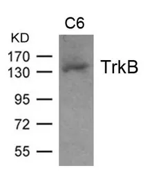 Anti-TrkB antibody used in Western Blot (WB). GTX50696