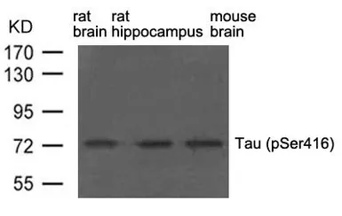 Anti-Tau (phospho Ser416) antibody used in Western Blot (WB). GTX50736