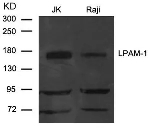 Anti-Integrin alpha 4 antibody used in Western Blot (WB). GTX50786