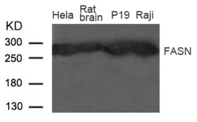 Anti-Fatty Acid Synthase antibody used in Western Blot (WB). GTX50788