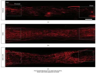 Anti-beta Tubulin 3/ Tuj1 antibody used in IHC (Frozen sections) (IHC-Fr). GTX50789