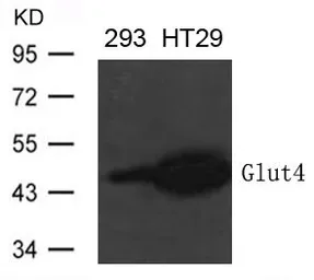 Anti-GLUT4 antibody used in Western Blot (WB). GTX50791