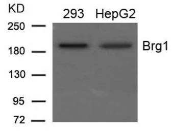 Anti-BRG1 antibody used in Western Blot (WB). GTX50842