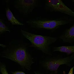 Anti-HDAC4/HDAC5/HDAC9 antibody used in Immunocytochemistry/ Immunofluorescence (ICC/IF). GTX50861