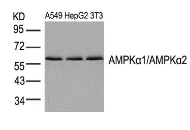 Anti-AMPK alpha 1 + AMPK alpha 2 antibody used in Western Blot (WB). GTX50863