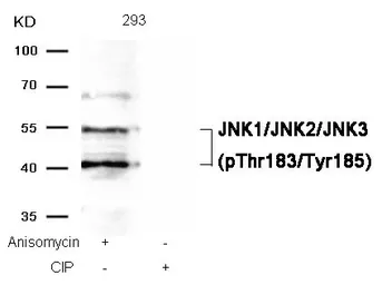 Anti-JNK (phospho Thr183/Tyr185) antibody used in Western Blot (WB). GTX50868